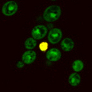 Thiazole Orange, 10 mM in DMSO