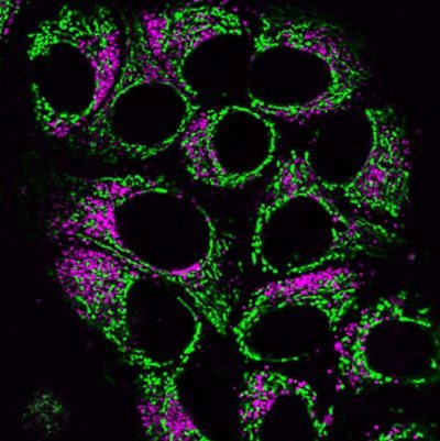 MitoView™ Mitochondrial Dyes