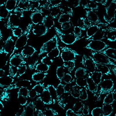 MitoView™ Mitochondrial Dyes