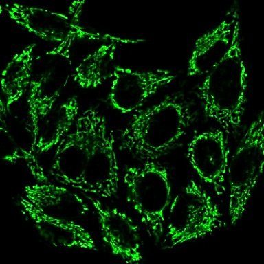 MitoView™ Mitochondrial Dyes