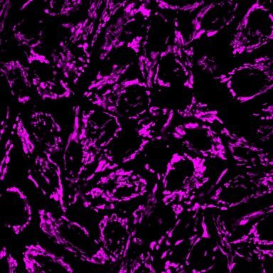 MitoView™ Mitochondrial Dyes