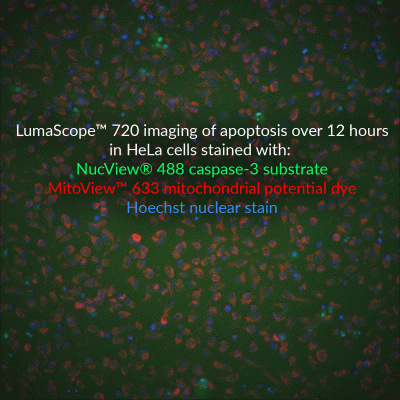 MitoView™ Mitochondrial Dyes