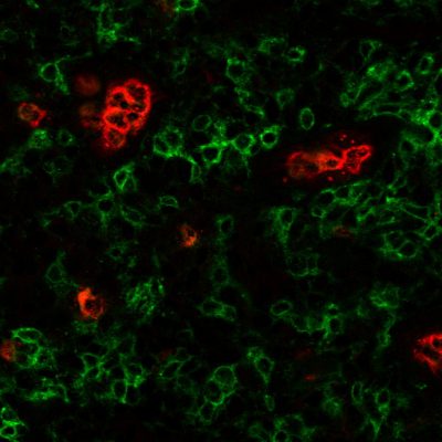 CF® Dye PNA Lectin (Arachis hypogaea)