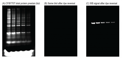 VersaBlot™ Total Protein Normalization Kits