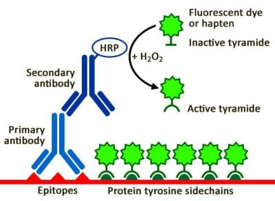 Tyramide Amplification Buffer Plus