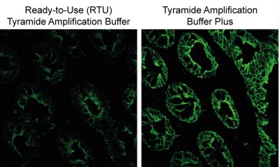 Tyramide Amplification Buffer Plus