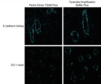 Tyramide Amplification Buffer Plus