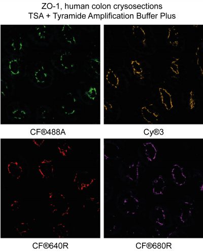 Tyramide Amplification Buffer Plus