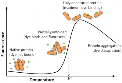 GloMelt™ Thermal Shift Protein Stability Kit