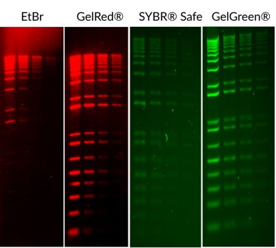 GelRed® Nucleic Acid Gel Stain