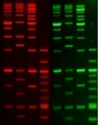 GelGreen® Nucleic Acid Gel Stain