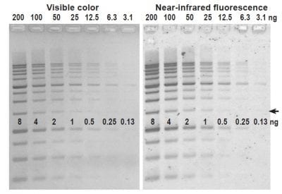 DNAzure® Blue Nucleic Acid Gel Stain, 100X