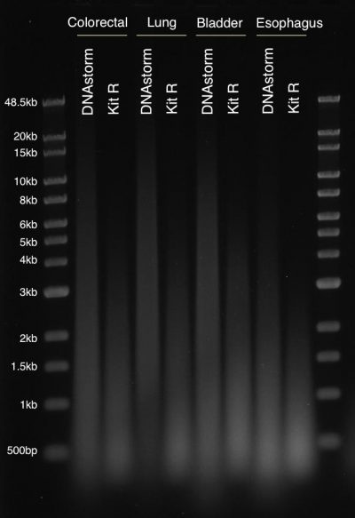 CELLDATA DNAstorm™ FFPE DNA Extraction Kit