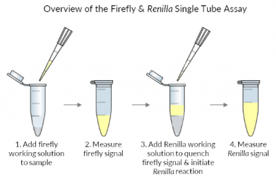 Firefly & Renilla Luciferase Single Tube Assay Kit