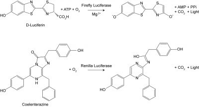 Firefly & Renilla Luciferase Single Tube Assay Kit