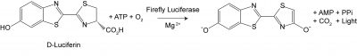 Firefly Luciferase Assay Kit 2.0