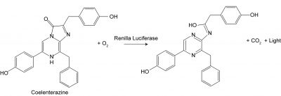 Renilla Luciferase Assay Kit 2.0