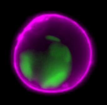 5X Annexin V Binding Buffer