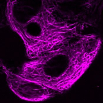 ViaFluor® Live Cell Microtubule Stains