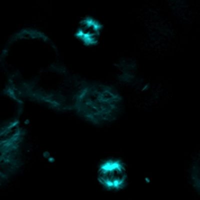 ViaFluor® Live Cell Microtubule Stains