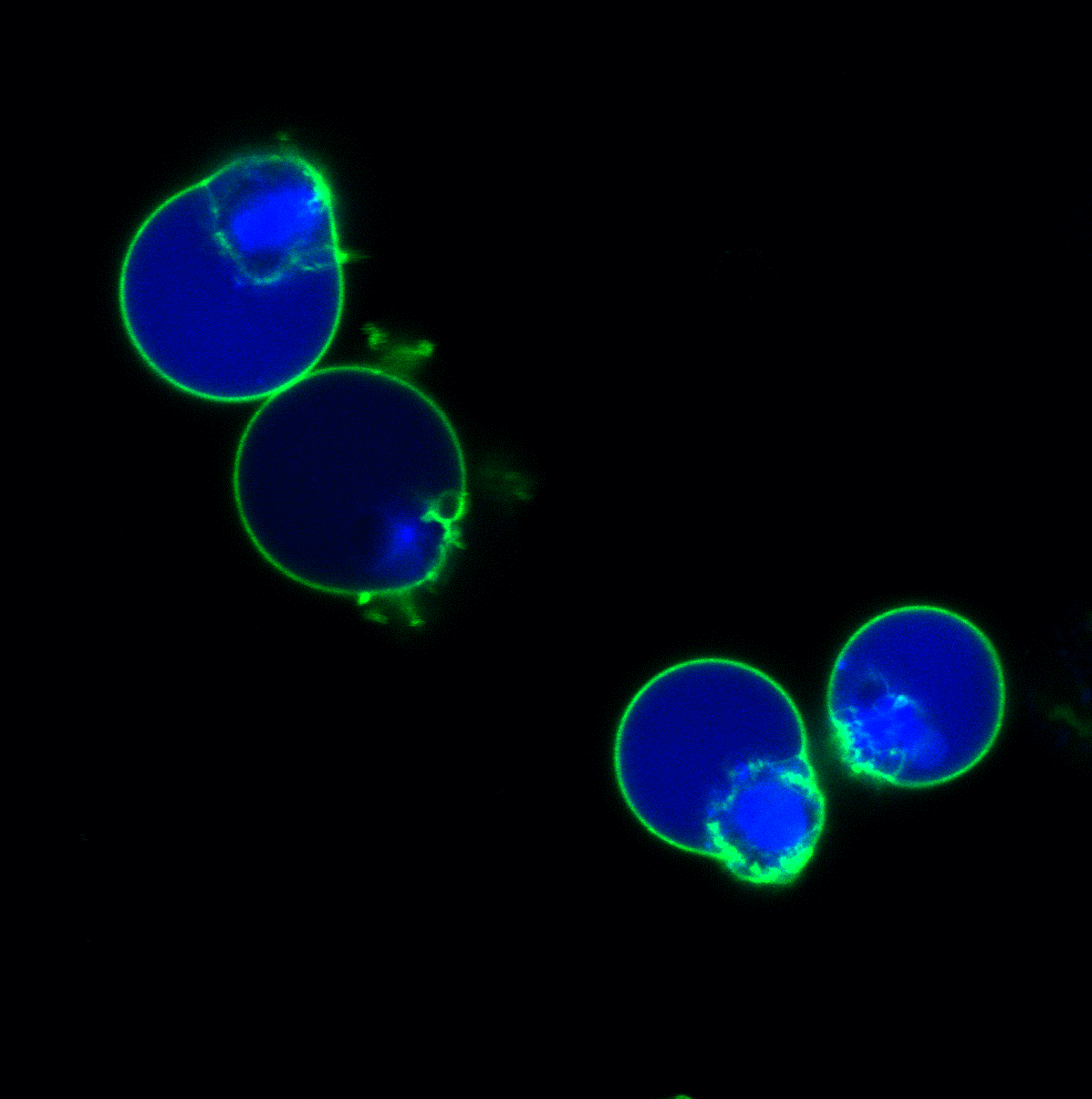 NucView® 405 Caspase-3 底物，1 mM PBS 溶液