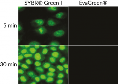 EvaGreen 与 SYBR® Green I