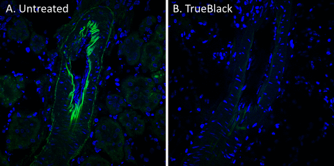 TrueBlack 可减少大鼠肾组织切片中 FITC 通道中的自发荧光。 大鼠肾冷冻切片用甲醛固定，未经处理 (A) 或用 TrueBlack (B) 处理。 细胞核用 DAPI（蓝色）染色。 FITC 通道（绿色）中的自发荧光在 Zeiss LSM700 共聚焦显微镜上对每个样品使用相同的成像设置进行成像。
